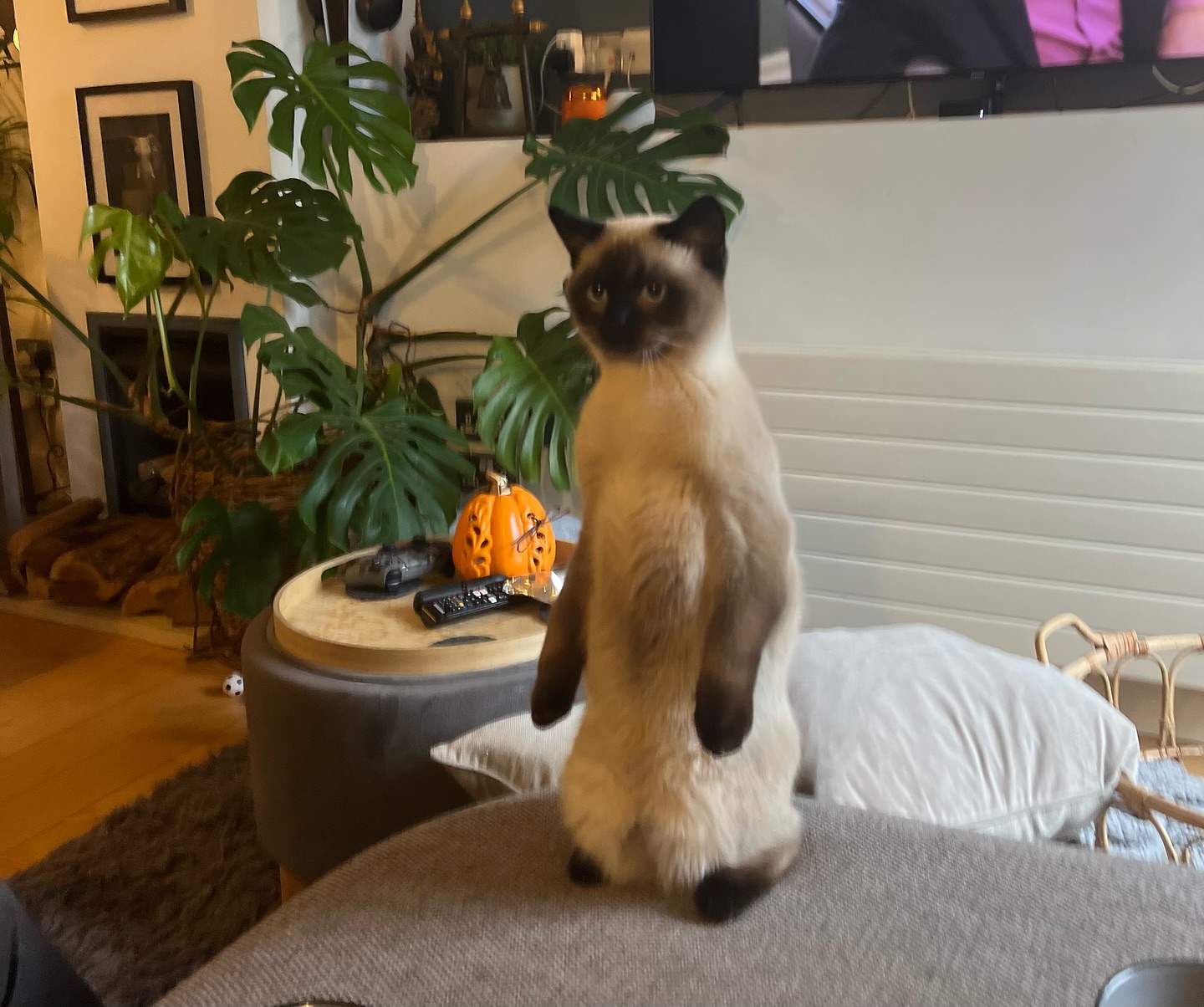 I had an incredible session with a client yesterday! Even my cat Bruno was impressed by the insights we uncovered.
She was feeling completely unmotivated to finish her Master’s and struggling to get any work done. Sound familiar?
During our conversation, it became clear she had forgotten why she started her Master’s in the first place. When I asked her what life would be like after she completed it, her career and her vision, she didn’t have an answer.
The reality is, she’s not just doing it for fun. She wants a fulfilling career that will positively impact her life in the long term. So, we shifted her focus. Instead of fixating on the piece of paper, we realigned her goal around the bigger vision:
	•	The kind of job she will land
	•	The passion and excitement she will feel in that role
	•	What the increased salary will allow her to achieve in her personal life
It was never just about the Master’s degree. It was about the life it would give her.
Suddenly, her motivation came flooding back. Now, whenever she feels overwhelmed, she can focus on that vision of her future, and that is what will drive her forward.
The takeaway?
Whether it’s a personal or career goal, always get clear on the why behind it. That clarity will supercharge your motivation and push you through those tough moments.
#careercoach #executivecoach #lifecoach #leadershipcoach #personaldevelopment #career #careerdevelopment #goals #reflection