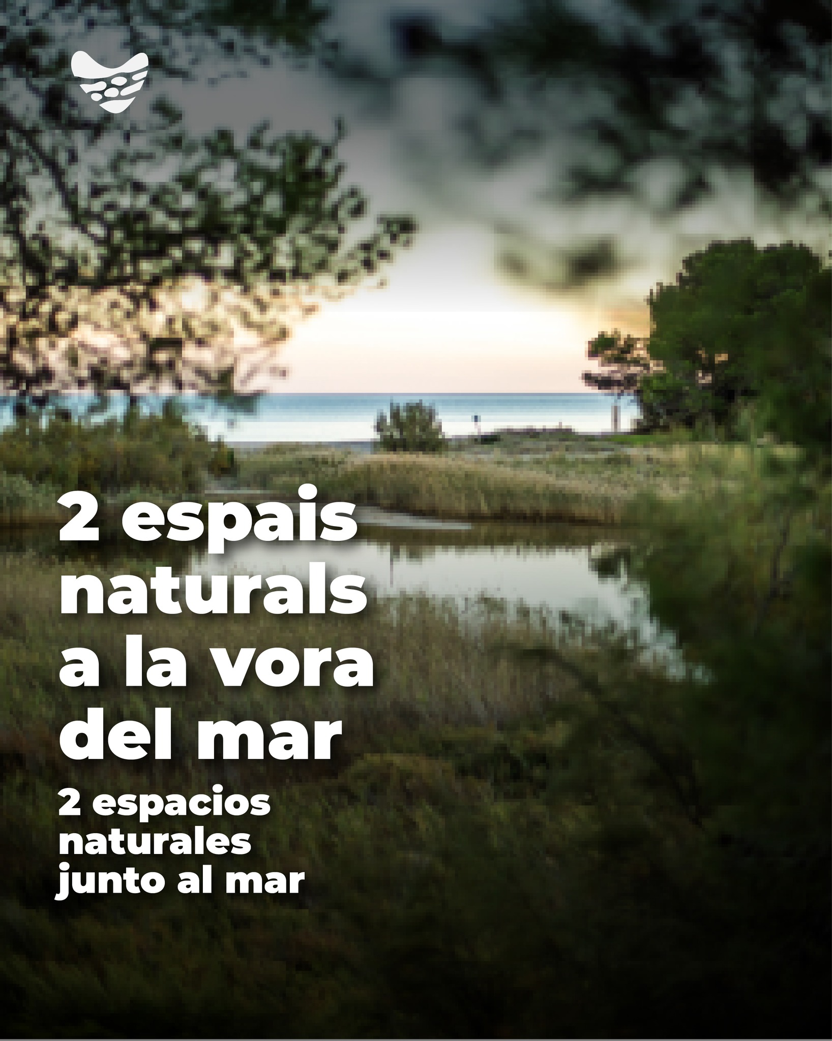 🌿 La costa de Mont-roig del Camp, més enllà de la sorra daurada i els blaus del mar, amaga espais naturals on l’aigua dolça i la salada es troben i creen petits ecosistemes plens de vida.
📍 La desembocadura de la riera de Riudecanyes, entre els termes de Mont-roig i Cambrils, i l’Estany Salat o Gelat, al nord de Miami Platja, són refugi de moltes espècies de zones humides i punt de parada per a aus migratòries al llarg de l’any. Racons per connectar amb la natura, autèntics oasis de biodiversitat.
🇪🇸 La costa de Mont-roig del Camp, más allá de la arena dorada y los azules del mar, esconde espacios naturales donde el agua dulce y la salada se encuentran y crean pequeños ecosistemas llenos de vida.
📍 La desembocadura de la riera de Riudecanyes, entre los términos de Mont-roig y Cambrils, y el Estany Salat o Gelat, al norte de Miami Platja, son refugio de muchas especies de zonas húmedas y punto de parada para aves migratorias a lo largo del año. Rincones para conectar con la naturaleza, auténticos oasis de biodiversidad.
🇬🇧 The coastline of Mont-roig del Camp, beyond the golden sand and the blues of the sea, hides natural spaces where fresh and salt water meet, creating small ecosystems teeming with life.
📍 The mouth of the Riudecanyes stream, between the municipalities of Mont-roig and Cambrils, and the Estany Salat o Gelat, to the north of Miami Platja, provide shelter for many wetland species and serve as a stopover for migratory birds throughout the year. Places to reconnect with nature — true oases of biodiversity.
🇫🇷 La côte de Mont-roig del Camp, au-delà du sable doré et des bleus de la mer, cache des espaces naturels où l'eau douce et l'eau salée se rencontrent et créent de petits écosystèmes pleins de vie.
📍 L'embouchure du ruisseau de Riudecanyes, entre les communes de Mont-roig et Cambrils, et l'Estany Salat o Gelat, au nord de Miami Platja, sont un refuge pour de nombreuses espèces de zones humides et un point d'étape pour les oiseaux migrateurs tout au long de l'année. Des coins pour se reconnecter à la nature, de véritables oasis de biodiversité.
#montroigmiamiturisme #miamiplatja #costadaurada #catalunyaexperience