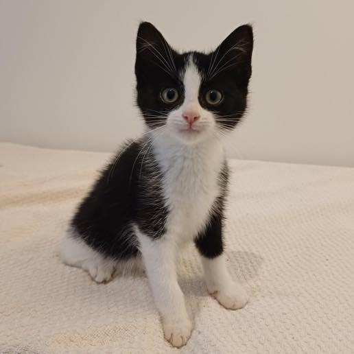 🚨 KATTENGRIT GEZOCHT! 🚨
Kittens… we hebben er héél veel! 🥰
Hartstikke gezellig natuurlijk… maar al die kleine (en grote 😉) katjes hebben één ding gemeen: ze poepen heel wat af! 💩
Op dit moment vliegt het kattengrit er dan ook in een razend tempo doorheen. Het is bijna niet meer aan te slepen.
Daarom hopen we dat jullie ons willen helpen. 🙏
Heb je thuis nog een zak kattengrit staan die je niet meer gebruikt? Misschien omdat je kat het toch niet zo’n succes vond, of omdat je om een andere reden bent overgestapt op een andere soort? Denk dan alsjeblieft aan ons!
Alle soorten kattengrit zijn welkom. Onze katten hebben allemaal zo hun eigen voorkeuren, dus wij kunnen eigenlijk alles goed gebruiken.
Wil je een zak (of meerdere 😉) doneren? Dan zijn wij – en vooral onze katten – je ontzettend dankbaar!
Namens alle miauwende bewoners: heel erg bedankt! 🐾
Delen van dit bericht vinden we ook lief! 💕
📸 Op de foto zie je kitten Lamine en deze knappe kater is ter adoptie. De link naar zijn profiel vind je in de reacties onder dit bericht.
#kattengrit #help #kittens #dierenopvangtehuis #bommelerwaard