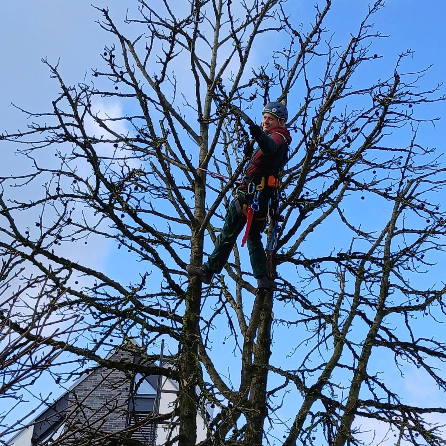🌳 Baumpflege auf höchstem Niveau
Große Bäume geben einem Garten Charakter, Struktur und wertvollen Schatten. Damit sie gesund und sicher bleiben, braucht es Erfahrung, Fachwissen und manchmal auch den direkten Weg nach oben.
Unsere speziell ausgebildeten Baumkletterer arbeiten mit moderner Seilklettertechnik (SKT). So erreichen sie auch schwer zugängliche Baumkronen und können viele Arbeiten besonders präzise und schonend durchführen, ohne schwere Maschinen durch den Garten bewegen zu müssen.
Von der Kronenpflege und Totholzentfernung über Kronensicherungen bis zur Beseitigung von Sturmschäden: Wir kümmern uns fachgerecht um deine Bäume. Auch notwendige Baumfällungen führen wir kontrolliert und sicher durch.
📍 Professionelle Baumpflege am Niederrhein
Für gesunde Bäume. Für mehr Sicherheit. Und für Gärten, die ihren besonderen Charakter bewahren.
#Baumpflege #Seilklettertechnik #Baumkletterer #Baumschnitt #Gartenpflege #GärtnerVonEden #Niederrhein #Sonsbeck