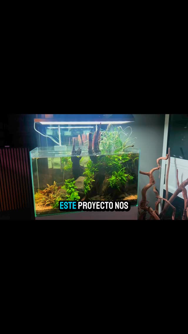 Acuario sencillo y natural, perfecto para aquellas personas que quieren un acuario pero no saben si podrán mantenerlo, uno de los puntos más gratificantes de esta afición es que hay posibilidades para todos, déjate de excusas y disfruta de un acuario nuevo! ?
〰️〰️〰️〰️〰️〰️〰️〰️〰️〰️
? Aquasalvaje
compitiendo contra nosotros mismos para ofrecerte lo mejor.
? Plaza La Constitución 3, Alcorcón
? www.aquasalvaje.com
〰️〰️〰️〰️〰️〰️〰️〰️〰️〰️
#aquasalvaje #aquarium #madrid #alcorcon #aquascaping #aquascape #aquariumdesign #acuarioplantado #aquariumhobby #aquariumhobby #aquascaper #acuarioencasa #acuario #acuarios #acuariofilia #acuarionatural #aficion #instagram #instagood #instalike