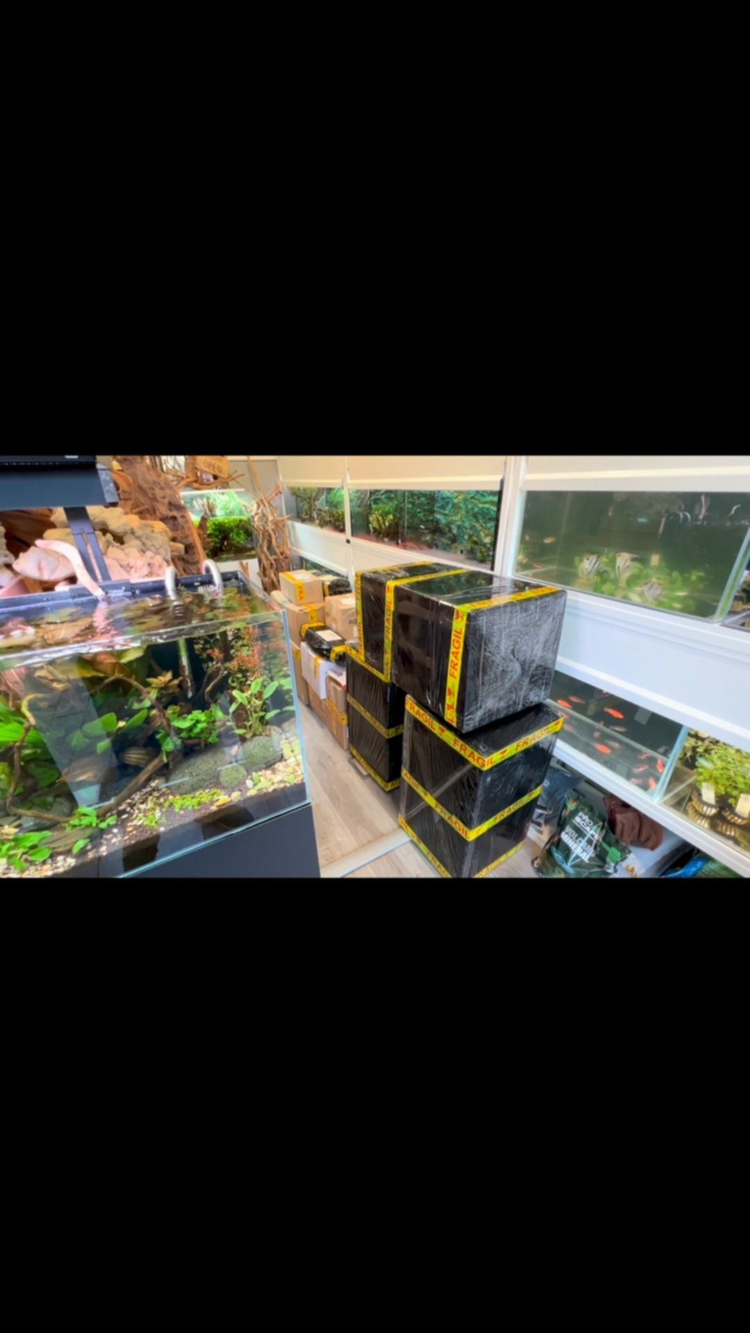 Solo podemos decir una cosa,
Gracias, Gracias y más gracias a todos vosotros❤️
〰️〰️〰️〰️〰️〰️
✅Trabajando duro para ser tu mejor opción.
〰️〰️〰️〰️〰️〰️
? Plaza De La Constitución 3, Alcorcón.
〰️〰️〰️〰️〰️〰️
? www.aquasalvaje.com
〰️〰️〰️〰️〰️〰️
#aquasalvaje #aquarium #madrid #alcorcon #aquascaping #aquascape #aquariumdesign #acuarioplantado #aquariumhobby #aquascaper #acuario #acuariofilia #acuariomarino #acuarios #filtros #envios #online #webshop