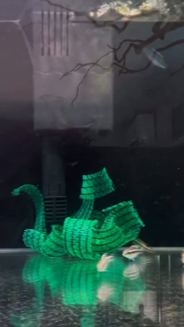 ✨? ¡Descubre la gran variedad de peces que tenemos en Aquasalvaje! ??
Desde pequeños comunitarios hasta especies exóticas, todos cuidados con el máximo mimo y listos para tu acuario.
? Ven a verlos en nuestra tienda física en Alcorcón o consulta en nuestra tienda online.
? ¿Cuál es tu favorito? ?
#Aquasalvaje #PecesDeAcuario #Acuarios #Acuarismo #Acuariofilia #AcuarioTropical #PecesExoticos #AcuarioDeAguaDulce #AcuarioDeAguaSalada #AcuariosMadrid #PecesBonitos #FishLovers #AquariumLife #AquariumFish #aquascaping