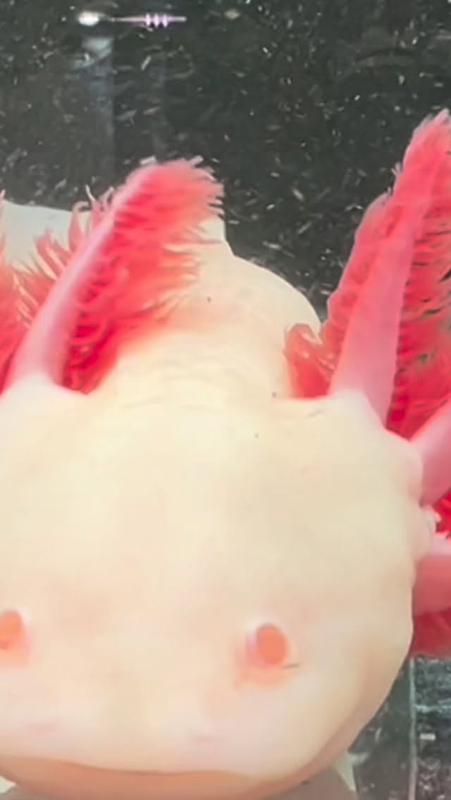 ✨ Los ajolotes, verdaderas joyas de la naturaleza ✨
Con su encanto único y su eterna sonrisa, estos increíbles anfibios nos recuerdan lo asombrosa que puede ser la vida acuática. ??
¿Sabías que son capaces de regenerar partes de su cuerpo? ?
¡Un auténtico milagro de la evolución! ?
? Déjate hipnotizar por su calma y ternura.
#Ajolote #Axolotl #AnimalesExóticos #MundoAcuático #Acuarios #Aquascaping #VidaAcuática #NatureLovers #ExoticPets #UnderwaterWorld #AquaticLife #Aquascape #wildlifephotography