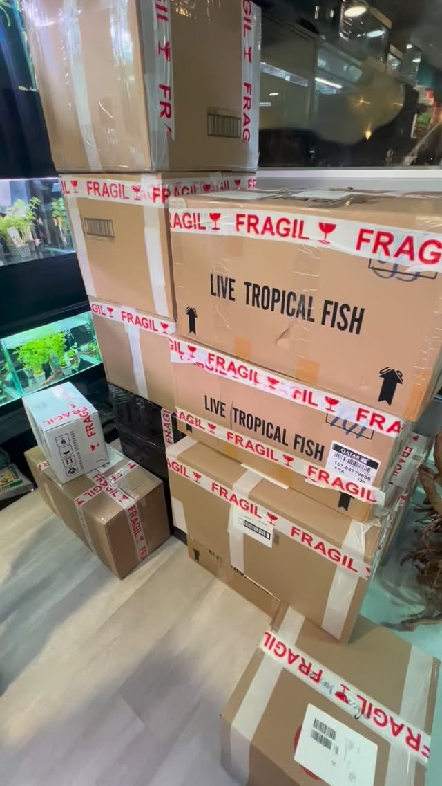 ?✨ ¡Envíos listos y en camino!
Así luce nuestra jornada de hoy ??
Cada pedido preparado con mimo, revisado y listo para llegar a tu acuario ??
✅ Productos 100% originales
✅ Peces de gran calidad ?
✅ Revisados y con cuarentena antes del envío ?
✅ Envíos rápidos en 24/48h
✅ Cuidadosamente embalados para que lleguen perfectos ?
? Gracias por confiar en #Aquasalvaje
Tu tienda de acuarismo de confianza ??
#EnvíosAquasalvaje #Acuarios #Acuarismo #Peces #PecesDeCalidad #Aquascaping #Acuariofilia #Filtros #Plantados #AcuariosBonitos #AcuariosEspaña #AcuarioPlantado #TiendaDeAcuarios #HobbyAcuático #AcuarioLovers #AcuarioOnline #AquariumLife #Aquascape #AcuariosMadrid #AcuariosEnCasa #acuariosdediseño