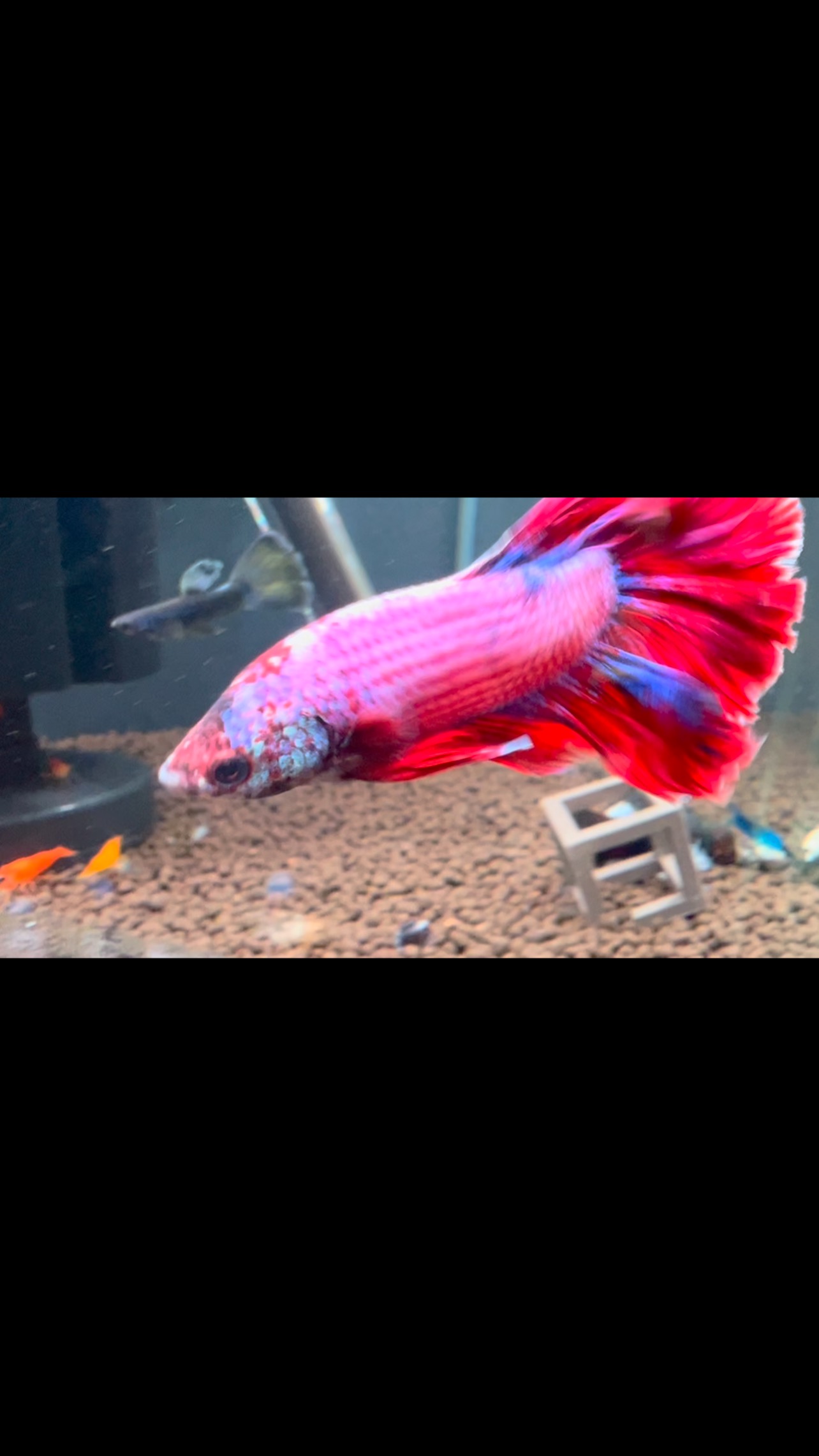 Betta Splendens ?
El pez luchador siamés (Betta splendens), comúnmente conocido como betta, es un pez de agua dulce originario del sudeste asiático, concretamente Camboya, Laos, Myanmar, Malasia, Indonesia, Tailandia y Vietnam. Es una de las 73 especies del género Betta, pero la única que lleva el mismo nombre “betta”, debido a su popularidad mundial como mascota; Betta splendens se encuentra entre los peces de acuario más populares del mundo, debido a su morfología diversa y colorida y a su relativamente bajo mantenimiento.
〰️〰️〰️〰️〰️〰️〰️
✅Trabajando duro para ser tu mejor opción.
〰️〰️〰️〰️〰️〰️〰️
? Plaza La Constitución 3, Alcorcón
〰️〰️〰️〰️〰️〰️〰️
? www.aquasalvaje.com
〰️〰️〰️〰️〰️〰️〰️
#aquasalvaje #aquarium #madrid #alcorcon #aquascaping #aquascape #aquariumdesign #acuarioplantado #aquariumhobby #aquascaper #betta #bettaworld #bettafish #bettas #bettafishthailand