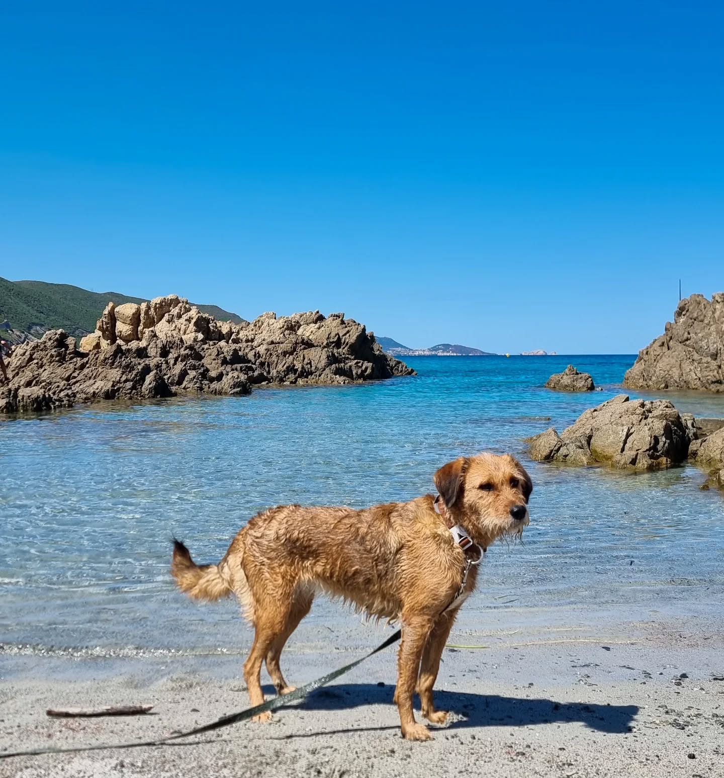 Oh Korsika, du bist immer noch so schön!
Unsere ersten Tage auf der Insel haben uns wieder in den Korsika Vibe versetzt :
Toller Stellplatz, glasklare Buchten, Wanderung mit Meerblick und alles bei perfektem Wetter 🌞
Achja, und Lotti weiß endlich, dass sie schwimmen kann 🐕
Wir freuen uns wahnsinnig auf die nächsten Wochen hier!
#korsika #urlaubmitkindern #reisenmitkindern #campingtipps #reiseblog