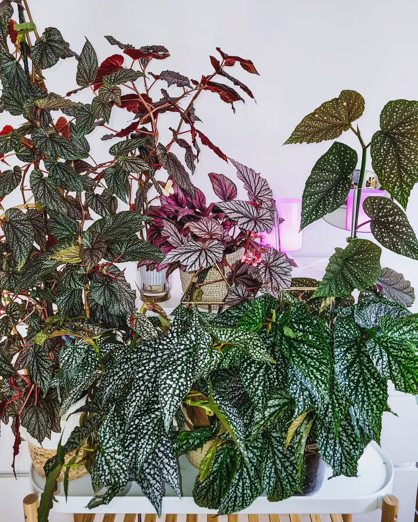 My 6 kind of begonias!
Gruppenbild aller Begonien vor dem Sommer-Urlaub. Inzwischen sind einige zurück geschnitten, ein paar Thripse haben Blätter gesnackt, die white ice sieht aus Platzmangel etwas gedrückt aus - aber gewachsen sind sie alle. Und so viele Steckis...
#begoniaalamoole
#begoniadoubledot #begonien #begoniapolkadot #begoniacane #begoniacanepolkadot #begonialovers
#begoniamaculata #begoniabrigade #begoniamaculata
#begoniawhiteice #begoniamaclauchlin
#angelwingbegonia
#canebegonia
#plantagram #plantsaremagic #houseplants #plantsofinstagram #zimmerpflanzen #houseplantlovers #plantaddiction #newplantmum #urbanjungle
#hejplantie #zimmerpflanzenliebe