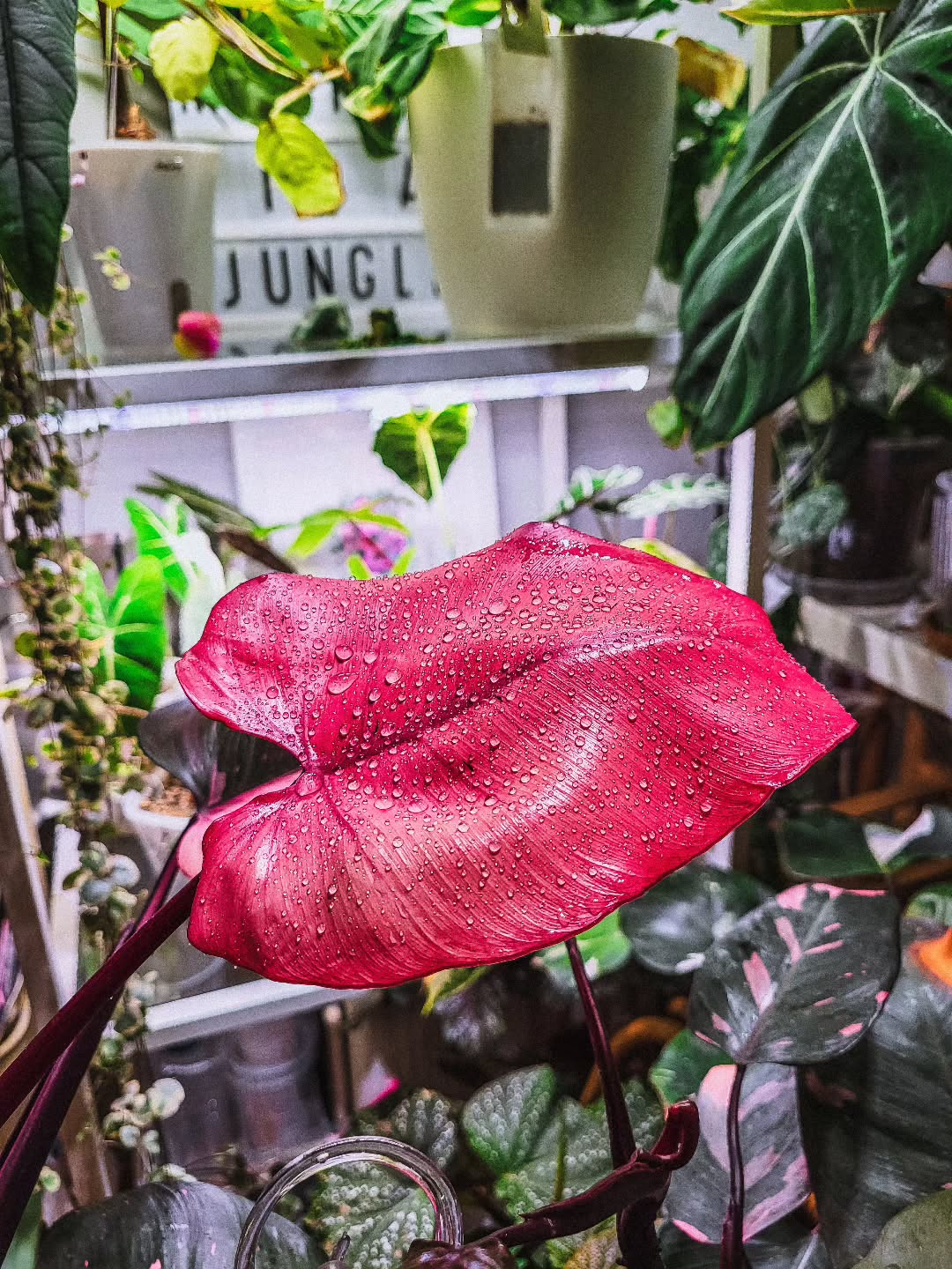 So genial sieht es nun nicht mehr aus - dafür gab ich ein Foto als Erinnerung!
#plantagram #plantsaremagic #houseplants plantsofinstagram zimmerpflanzen houseplantlovers plantaddiction philodendron newplantmum urbanjungle
hejplantie zimmerpflanzenliebe pinkprincess pinkprincessphilodendron
philodendrons aroidsofinstagram philodendronpinkprincess philodendren plantcircle pflanzenundwir pinkleaf pinkleaves philodendronfan zimmerpflanzenliebe pflanzenmakro #pinkplants #pinkleaf