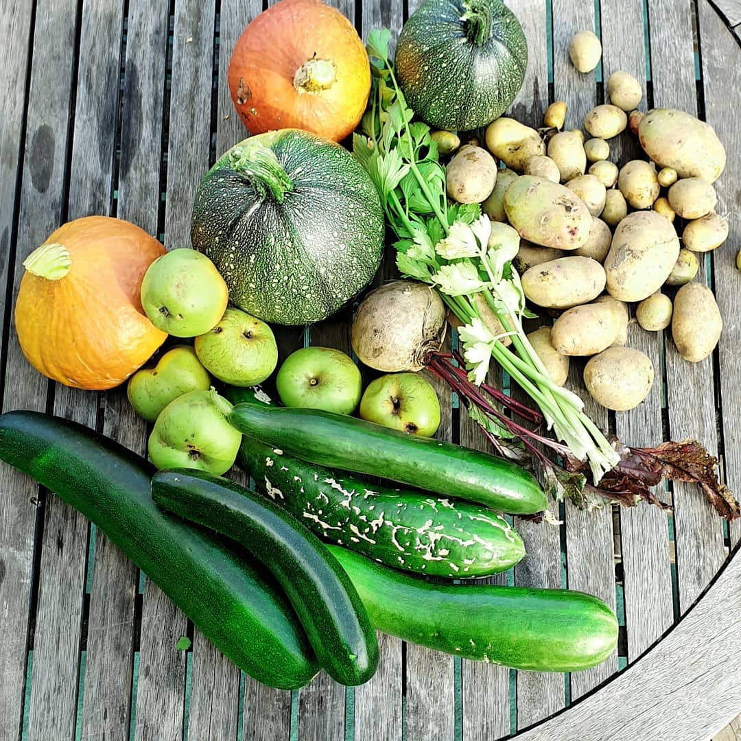 Abondance de fraîcheur ? légumes, fruits, herbes aromatiques...
Des belles poêlées et des jus 100% jardin.
Fraîchement pressés, de la terre à mon verre afin de profiter pleinement de tous les nutriments, sans attente dans les étalages, et avec une extraction efficace grâce à la faible vitesse de rotation de @kuvingsfrance evo820 que j'adore !!
❤ ou comment compenser au mieux les pertes de minéraux ❤
#jusdelegumes #naturopathie #alimentation #nutrition #potager #legumes #fruits #jardin #nature #naturopathe #alimentationvivante #local #bio #bonheur