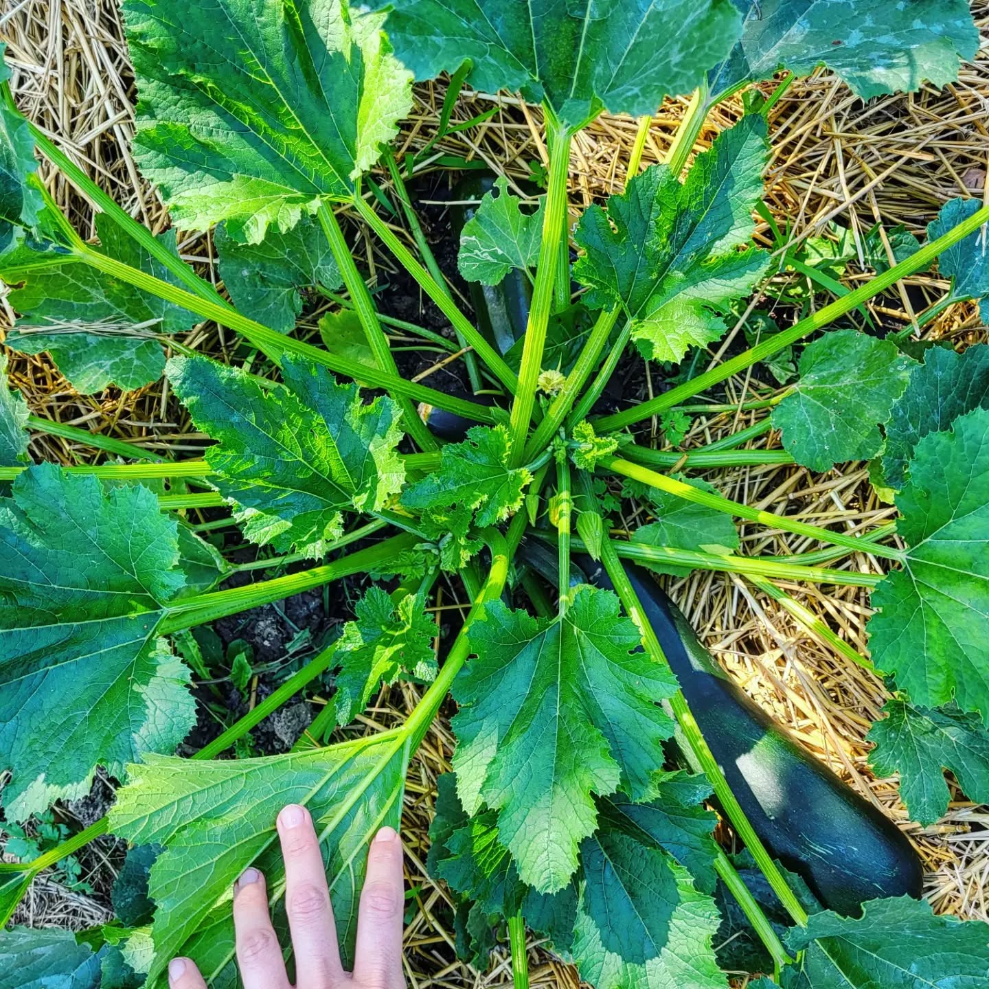 Ici, on a commencé à manger des courgettes... et ce n'est pas fini !! ?
Et vous, ça pousse ?
Belle semaine à tous !
#potager #naturopathie #nature #jardin #mangersain #recolte
#courgette
