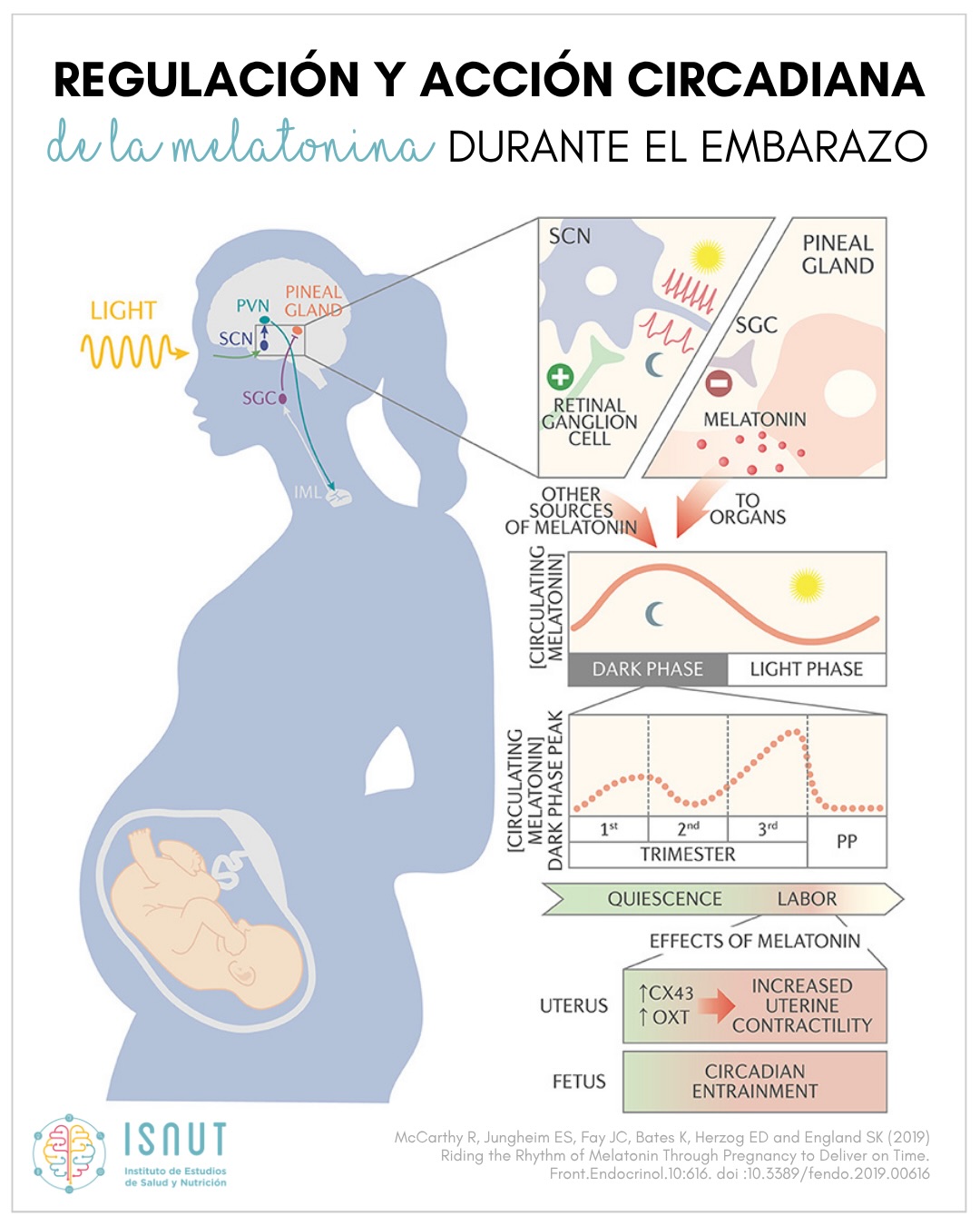 Durante el embarazo, los niveles máximos de melatonina nocturna disminuyen ligeramente entre el 1° y el 2° trimestre, pero a partir de las 24 semanas comienzan a aumentar, alcanzando su pico al final de la gestación.
Durante el parto, la melatonina sérica actúa sinérgicamente con la oxitocina a través de los receptores de melatonina en el útero, activando las vías que incrementan la sensibilidad uterina a la oxitocina, aumentando la contractilidad uterina. Además, la melatonina atraviesa la placenta sin alterarse y parece ser importante para entrenar los ritmos circadianos fetales.
El docente que trata al detalle este y otros temas en nuestro posgrado sobre sueño pediátrico es el Dr. Gonzalo Pin @pinarboledasgonzalo , pediatra referente en sueño infantil y director de la Unidad del Sueño en la Clínica Quirón de Valencia.
? Todo esto y mucho más se aborda en nuestro completo Curso Universitario ESPECIALIZACIÓN EN SUEÑO PEDIÁTRICO EN LA PRÁCTICA CLÍNICA, título propio de la UEMC, 100% online, de 3 meses de duración y acreditado con 12 ECTS.
‼️ Empezamos el 4 de mayo ‼️
? Precio promocional (-200 €) solo hasta el 27 de abril ‼️
ℹ️ Más info en info@isnut.es, www.isnut.es y en el link de nuestra BIO.
#isnut #isnutformaciones #formacionesquenutren #sueñoinfantil #sueñoinfantilrespetuoso