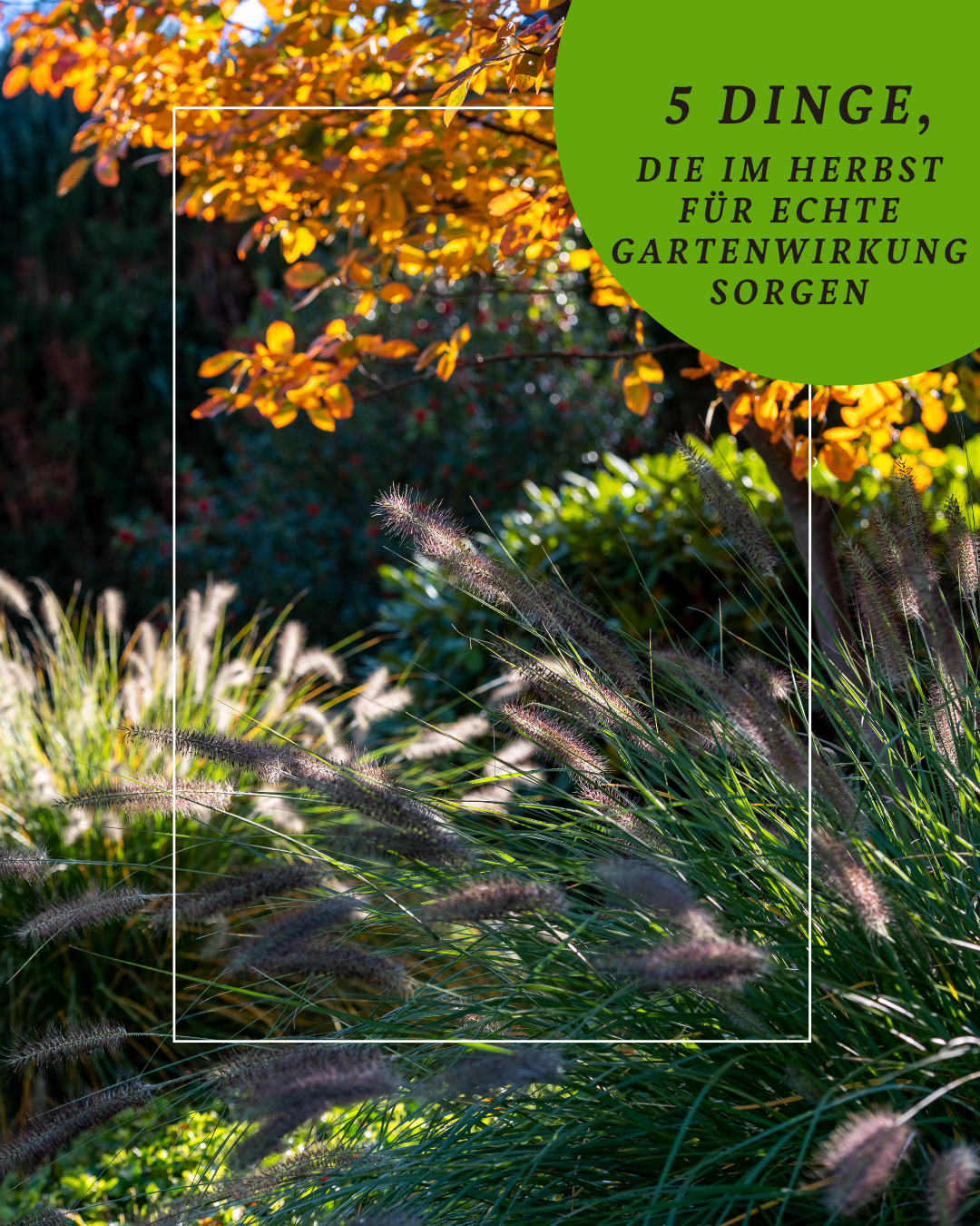 Was macht einen Garten eigentlich herbstlich? 🍂
Es sind oft die kleinen Dinge, die jetzt für eine ganz besondere Stimmung sorgen: warme Farben, die richtigen Pflanzen, stimmungsvolles Licht und Plätze, an denen man auch an kühleren Tagen gerne draußen sitzt.
Welche Elemente den Herbst im Garten besonders schön machen, zeigen wir euch im Beitrag.
👉 Swipt durch und holt euch Inspiration für die goldene Jahreszeit.
#gaertnervoneden #herbstgarten #garteninspiration #gartengestaltung #gartenideen